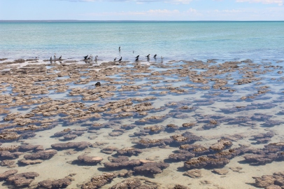 Estromatòlits Shark Bay